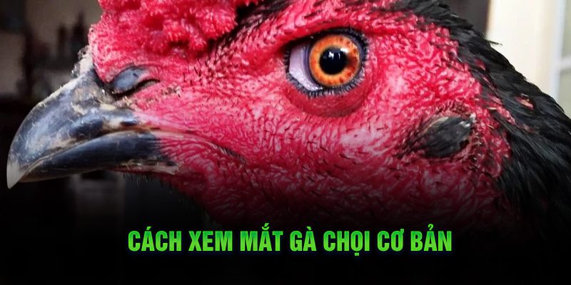 Cách xem mắt gà chọi cơ bản