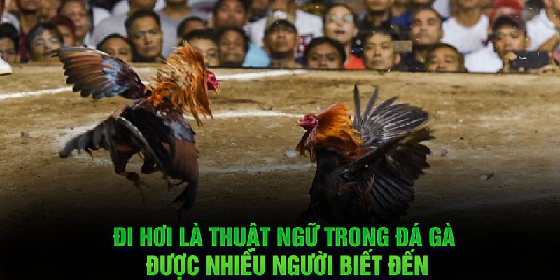 Đi hơi là thuật ngữ trong đá gà được nhiều người biết đến